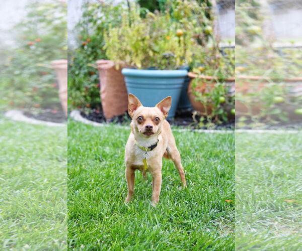 Medium Photo #2 Chihuahua-Unknown Mix Puppy For Sale in Sandy, UT, USA