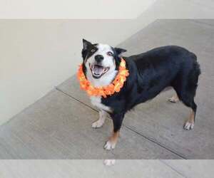 Australian Shepherd-Unknown Mix Dogs for adoption in McKinney, TX, USA