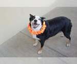 Small Australian Shepherd Mix