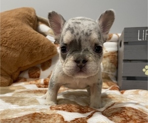 French Bulldog Puppy for sale in LAS VEGAS, NV, USA
