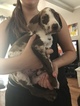 Small Photo #1 Great Dane Puppy For Sale in ANTIOCH, CA, USA