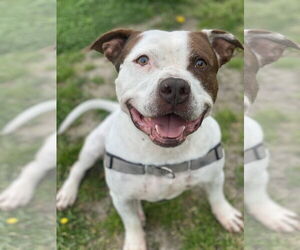 American Pit Bull Terrier Dogs for adoption in Virginia Beach, VA, USA