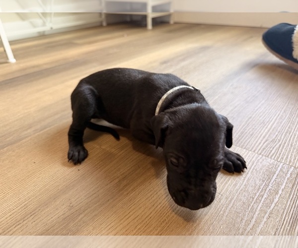 Medium Photo #2 Great Dane Puppy For Sale in BLYTHEWOOD, SC, USA