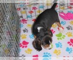 Small Photo #2 Beagle Puppy For Sale in ORO VALLEY, AZ, USA