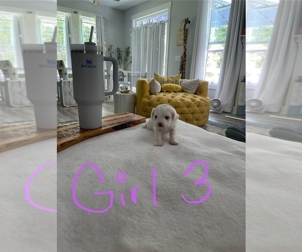Medium Photo #4 ShihPoo Puppy For Sale in LOUISBURG, NC, USA