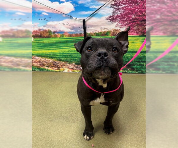 Medium Photo #1 Staffordshire Bull Terrier-Unknown Mix Puppy For Sale in Moreno Valley, CA, USA