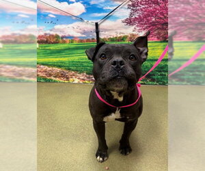 Staffordshire Bull Terrier-Unknown Mix Dogs for adoption in Moreno Valley, CA, USA
