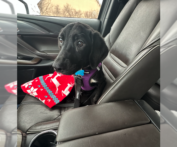 Medium Photo #2 Labrador Retriever-Unknown Mix Puppy For Sale in Plainfield, IL, USA