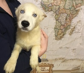 Siberian Husky Puppy for sale in CEDAR RAPIDS, IA, USA