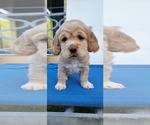 Small Photo #3 Cocker Spaniel Puppy For Sale in CUMBERLAND, VA, USA