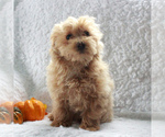 Small Photo #3 Havanese-Poodle (Toy) Mix Puppy For Sale in CHRISTIANA, PA, USA