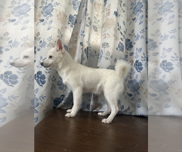 Medium Photo #18 Alaskan Klee Kai Puppy For Sale in DURHAM, CT, USA