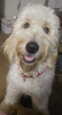 Goldendoodle Puppy for sale in ATL, GA, USA