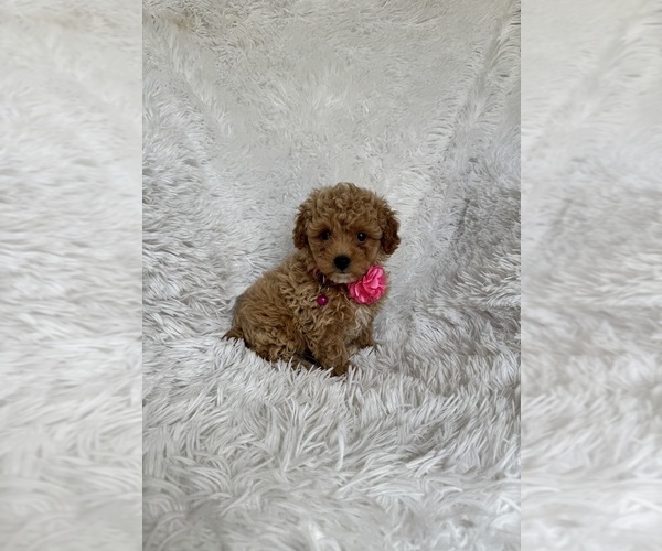Medium Photo #1 Poodle (Toy) Puppy For Sale in JEFFERSONVILLE, IN, USA