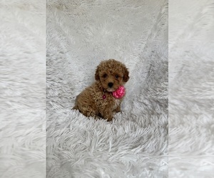 Poodle (Toy) Puppy for sale in JEFFERSONVILLE, IN, USA