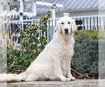 Small Photo #1 English Cream Golden Retriever Puppy For Sale in SYRACUSE, IN, USA