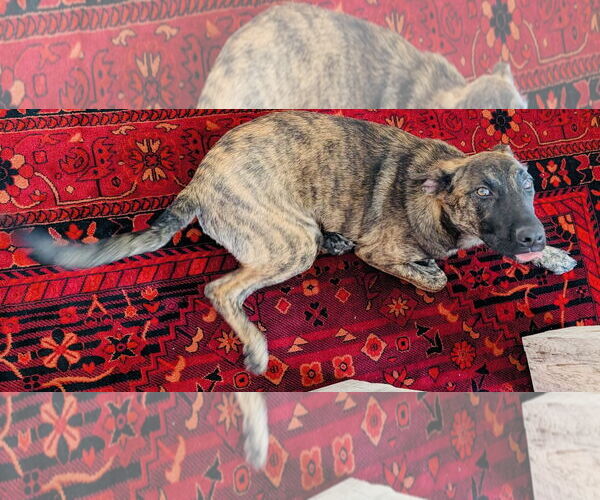 Medium Photo #6 Labrador Retriever-Unknown Mix Puppy For Sale in Princeton, MN, USA