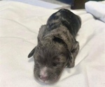 Small Photo #10 Bernedoodle Puppy For Sale in NEW ALBANY, MS, USA