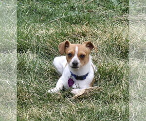 Chihuahua-Unknown Mix Dogs for adoption in Aurora, CO, USA