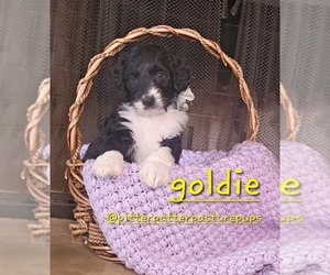 Bernedoodle Puppy for sale in TEMPLE, GA, USA