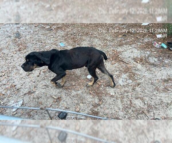 Medium Photo #1 Bloodweiler Puppy For Sale in Ocala, FL, USA