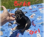 Small Photo #30 Chizer Puppy For Sale in MONTEZUMA, GA, USA