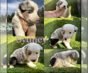 Australian Shepherd Puppy for sale in HUNTINGTON BEACH, CA, USA