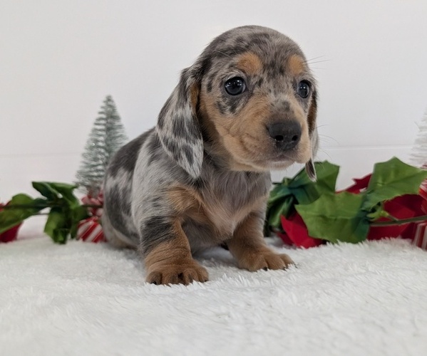 Medium Photo #10 Dachshund Puppy For Sale in GOSHEN, IN, USA