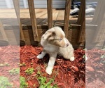 Small Photo #3 Miniature Australian Shepherd Puppy For Sale in ROCKY MOUNT, VA, USA