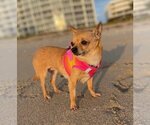Small Photo #5 Chihuahua Puppy For Sale in Plantation, FL, USA