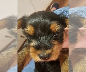 Yorkshire Terrier Puppy for sale in SEYMOUR, IN, USA