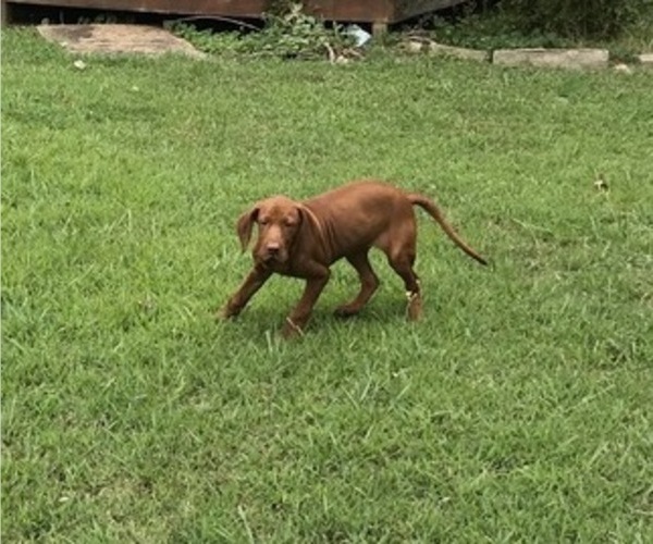 Medium Photo #5 Vizsla-Weimaraner Mix Puppy For Sale in KILLEN, AL, USA