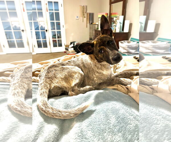 Medium Photo #1 Dachshund-Unknown Mix Puppy For Sale in Ball Ground, GA, USA