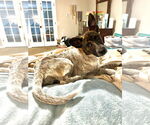 Small Dachshund Mix