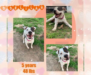 DELILAH(terrier) - Female Mutt Dog for Adoption - Photo #5
