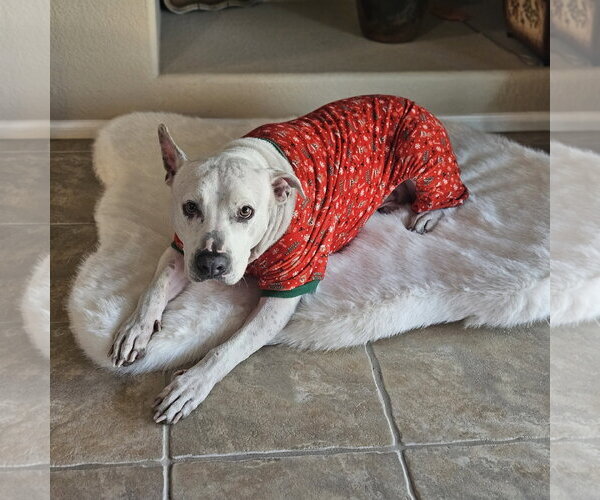 Medium Photo #2 American Pit Bull Terrier-Unknown Mix Puppy For Sale in Chandler, AZ, USA