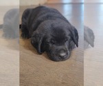 Small Photo #24 Labrador Retriever Puppy For Sale in PAWNEE, IL, USA