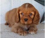 Small Photo #1 Cavalier King Charles Spaniel Puppy For Sale in FREDERICKSBURG, OH, USA