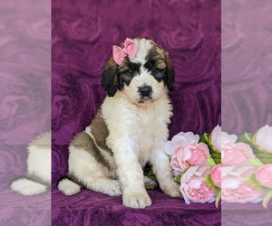 Saint Berdoodle Puppy for sale in OXFORD, PA, USA