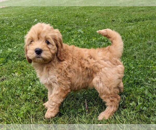 Medium Photo #2 Cockapoo-Poodle (Miniature) Mix Puppy For Sale in SALEM, MO, USA