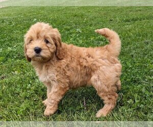 Medium Cockapoo-Poodle (Miniature) Mix