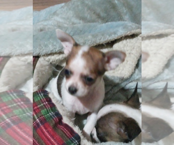Medium Photo #16 Chihuahua Puppy For Sale in SHALLOTTE, NC, USA