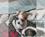 Small Photo #16 Chihuahua Puppy For Sale in SHALLOTTE, NC, USA