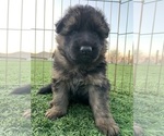 Small #14 German Shepherd Dog