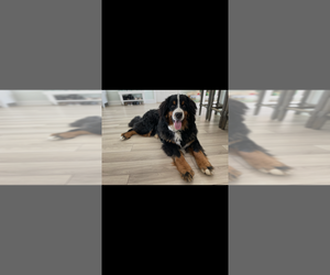 Father of the Bernedoodle puppies born on 06/10/2025