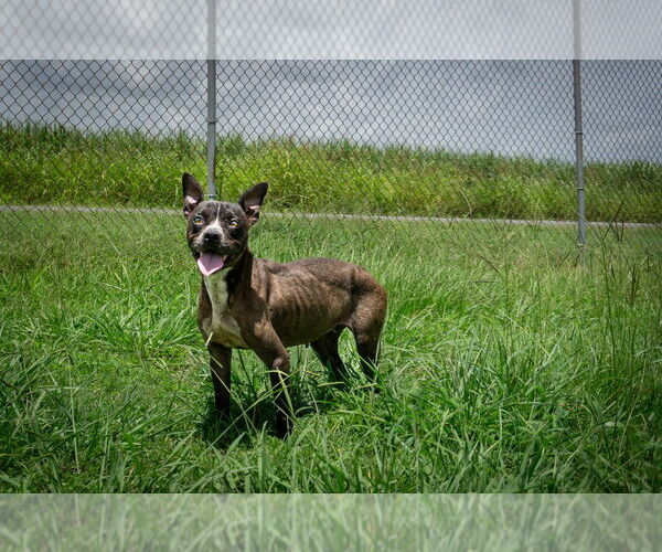 Medium Photo #2 Mutt Puppy For Sale in Abbeville, LA, USA