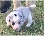 Small Photo #4 Border Collie-Pembroke Welsh Corgi Mix Puppy For Sale in SUMMERVILLE, GA, USA