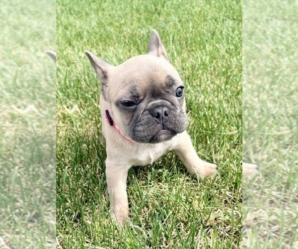 Medium Photo #17 French Bulldog Puppy For Sale in CANYON, TX, USA