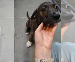 Catahoula Leopard Dog-Unknown Mix Dogs for adoption in Santa Cruz, CA, USA