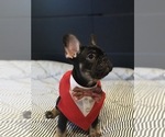 Small Photo #9 French Bulldog Puppy For Sale in PALO ALTO, CA, USA